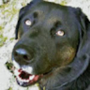 Meet your Posher, Jane